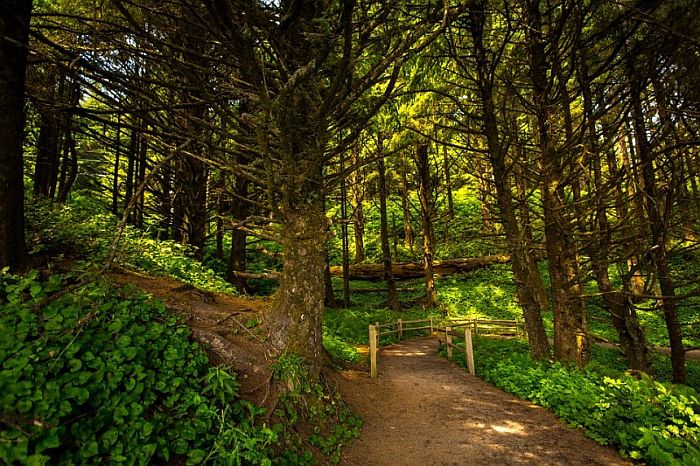 tree lined trail