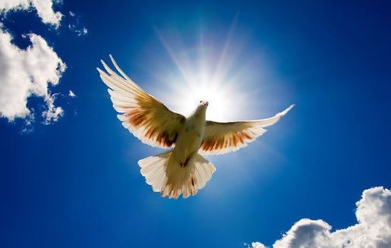 blue_sky_dove