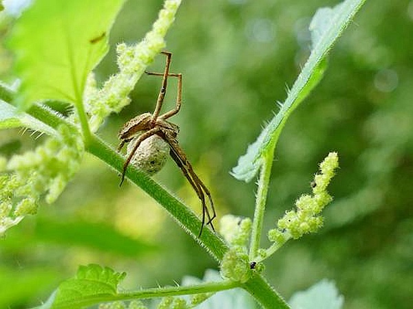 Spider spider