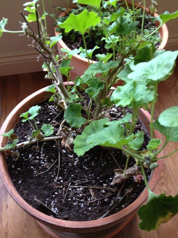 Geranium before orgone geranium-before