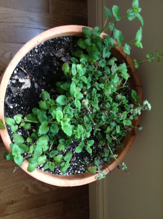 Lemon balm before orgone lemon-balm-before
