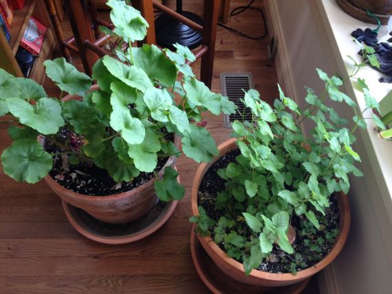 Geranium and lemon balm after about one month of orgone pucks plants-after-orgone