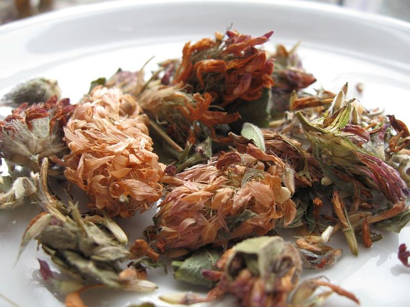 Red Clover Tea red-clover-tea