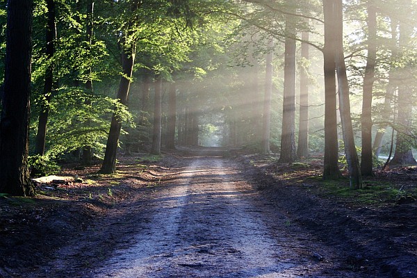 light nature path pathway