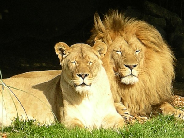 More Than Lions In August 2019! More Than Lions In August 2019!