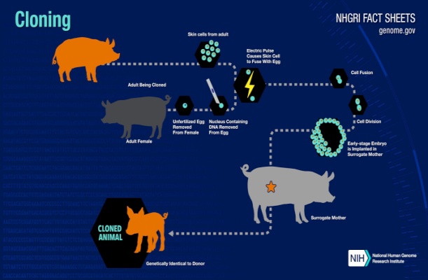 The Council: Cloning in Prehistory