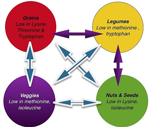 Protein Complementarity Protein Complementarity