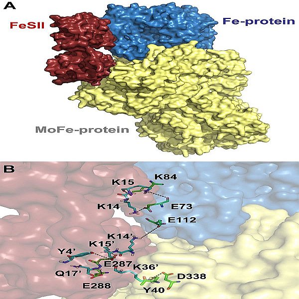 Foods Part Two - Protein Complementarities proteins