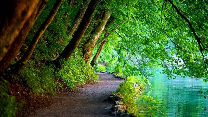 tree passage in yosemite