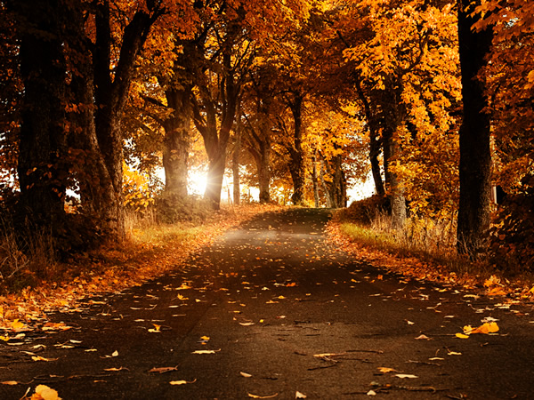 Quantum Awakening autumn