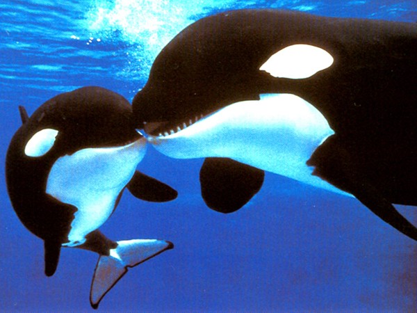 Talequah speaks (Mama Whale)… Talequah speaks (Mama Whale)…