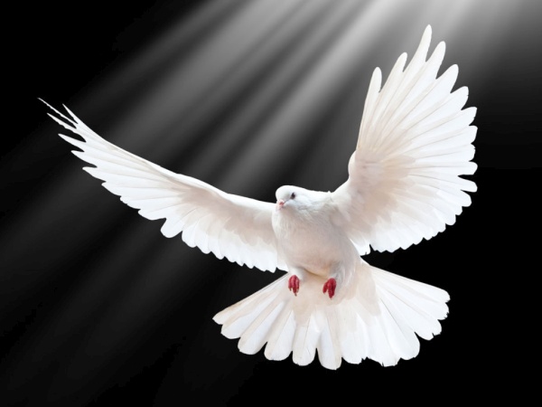 Time Has Grown Its Own Wings Time Has Grown Its Own Wings
