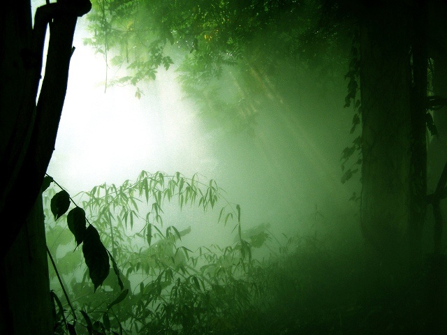 Forest forest