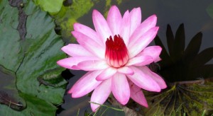 lotus