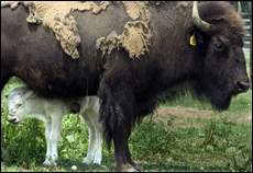 white-buffalo