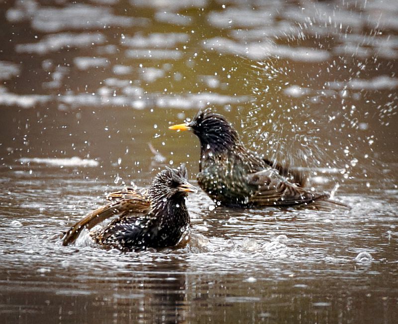 puddle-splash