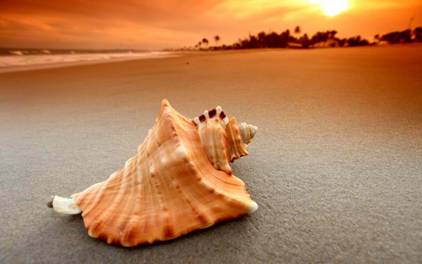 seashell