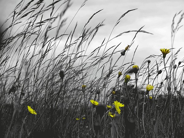 The Spring Winds The Spring Winds