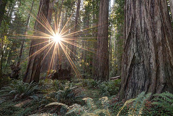Get Through The Forest To See The Trees Get Through The Forest To See The Trees