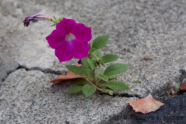 Spiritual Tenacity to flowercrack 1