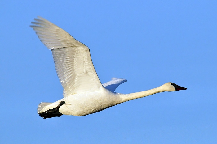trumpeter swan1
