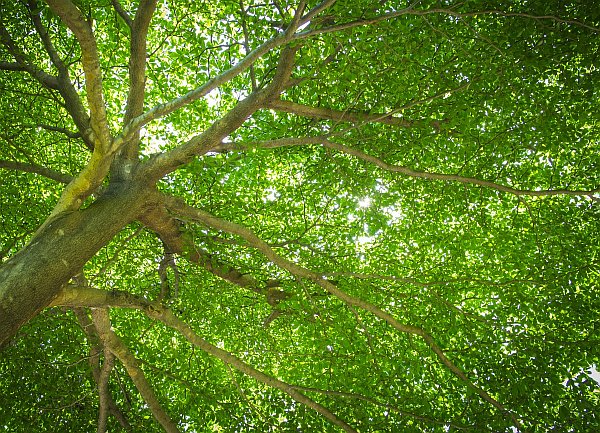 Trees in Summer