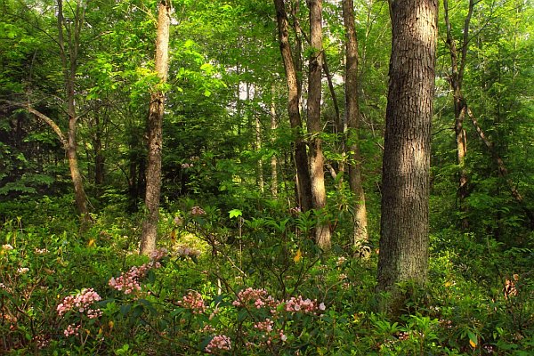Trees in Summer Trees in Summer