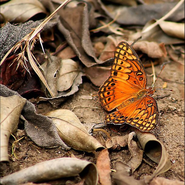 orange-butterfly