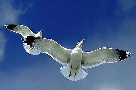 Spiritual Growth seaguills