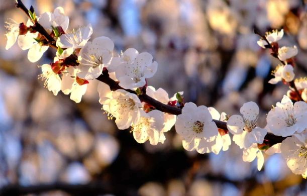 April Ascension Energies - Being in Oneness April Ascension Energies - Being in Oneness