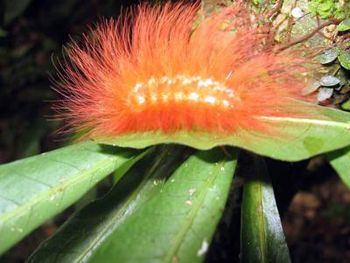 caterpillar