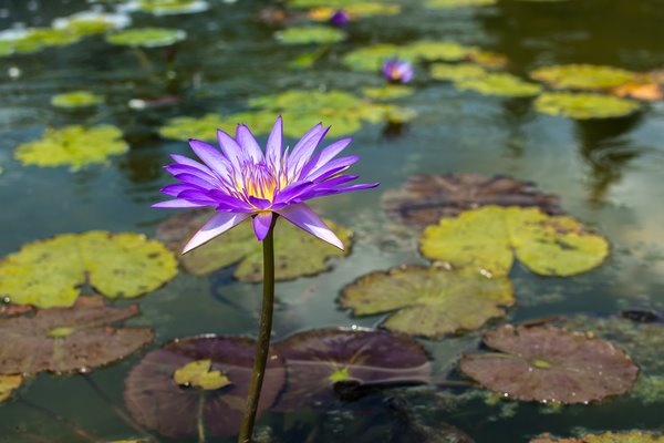 Month of Renewal - The New You lotus1
