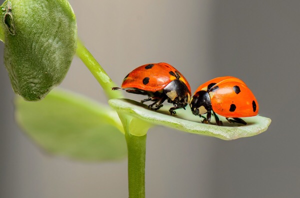 love ladybugs 