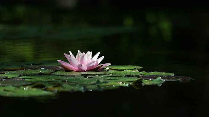 peace-lily-on-water