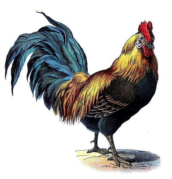 rooster