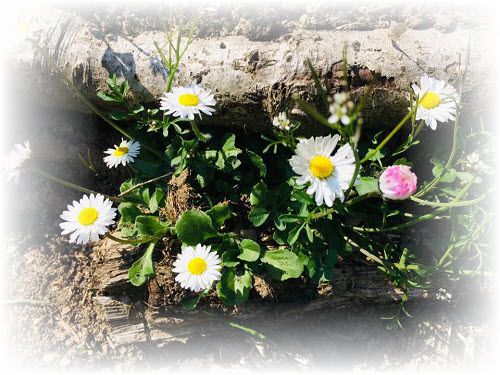 Pathway daisies