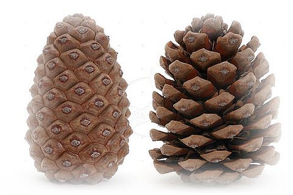 pinecones