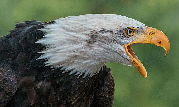 Spiritual Perception: The Level Of Eagle eagle