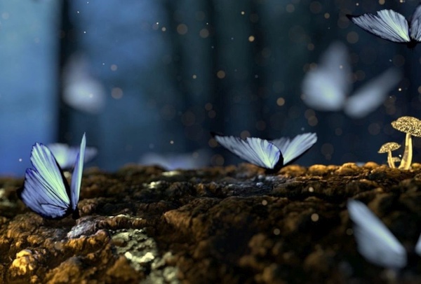 Metamorphosis Metamorphosis