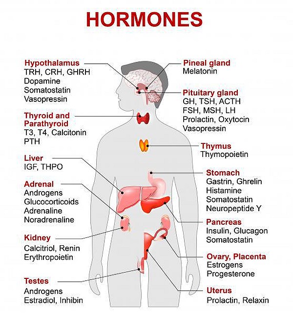 Energy Report Update - Hormonal Upgrades