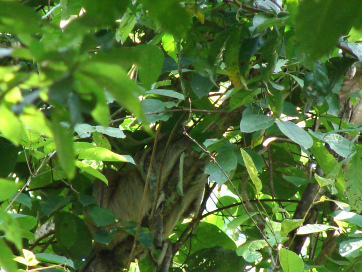 sloth-in-costa-rica