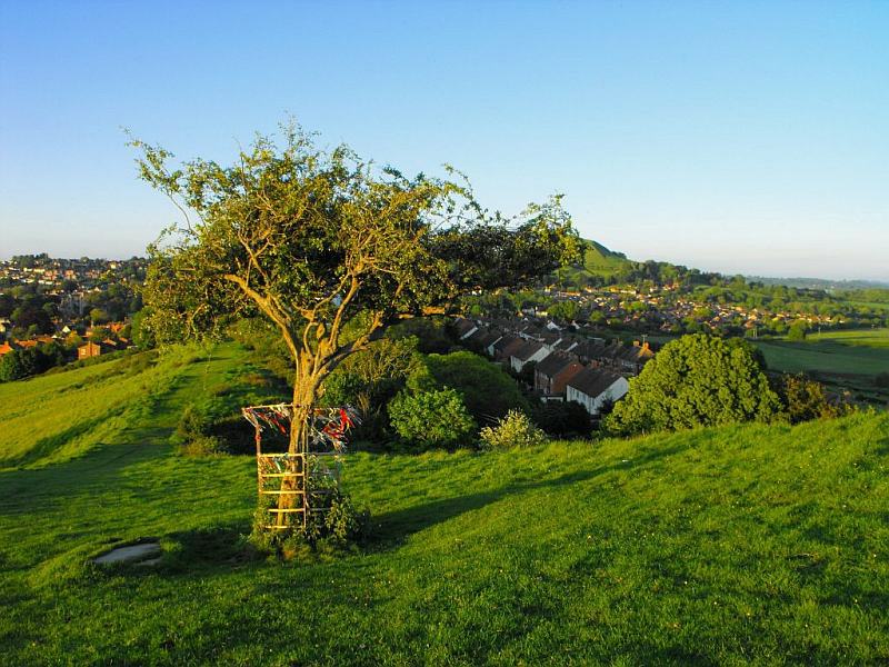 holy thorn wearyall hill glastonbury