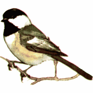 Chickadee