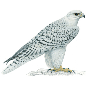 Falcon