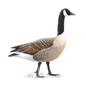 Goose