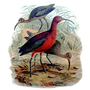 Ibis