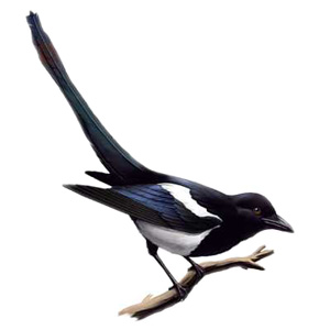 Magpie