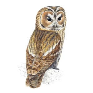 Tawny Owl