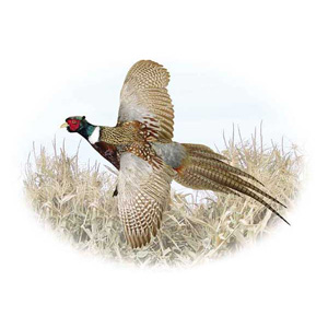 Pheasant - Male
