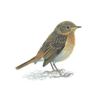 Juvenile Robin